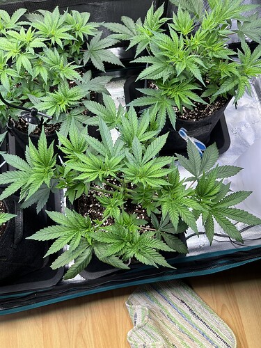 Growreport Bild 19