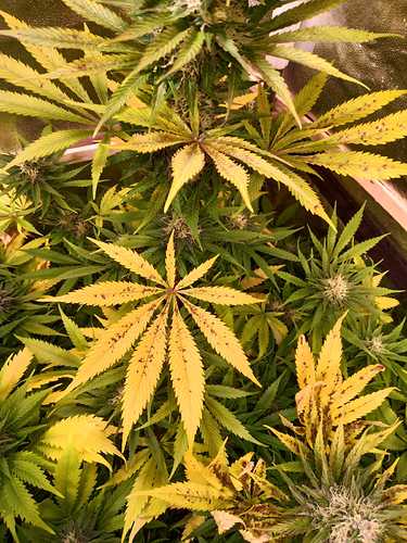 WhatsApp Image 2021-02-12 at 10.41.11 (4)