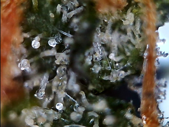 Growreport Bild 1