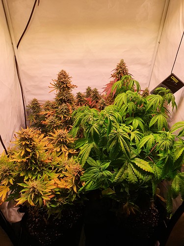 Growreport Bild 1
