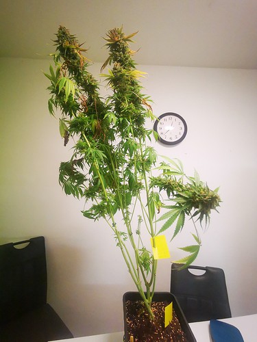 Growreport Bild 2