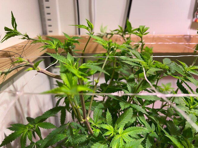 Growreport Bild 8