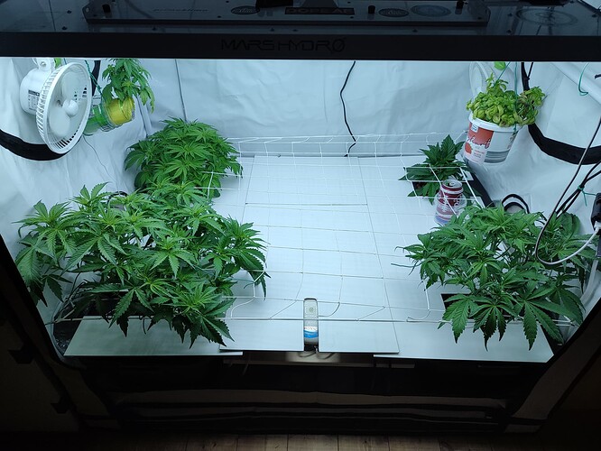 Growreport Bild 29