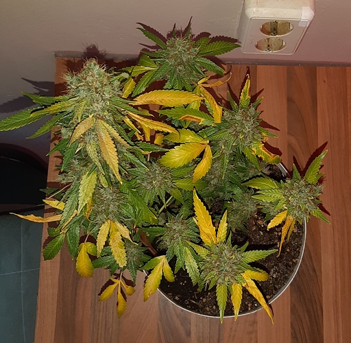 Growreport Bild 15