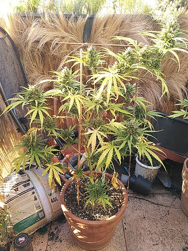 Growreport Bild 7