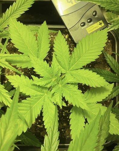 Growreport Bild 8