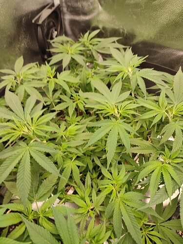 Growreport Bild 19