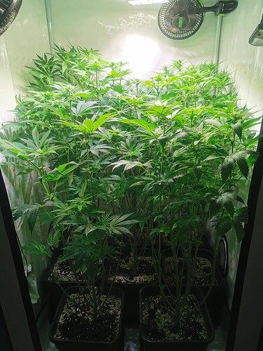 Growreport Bild 4