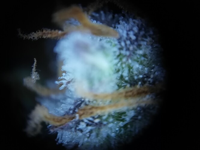 GG#3_240119-8