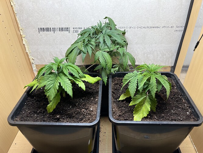 Growreport Bild 6