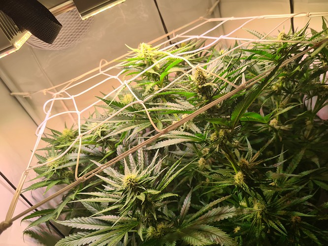 Growreport Bild 2