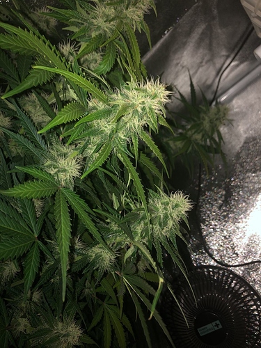Growreport Bild 13