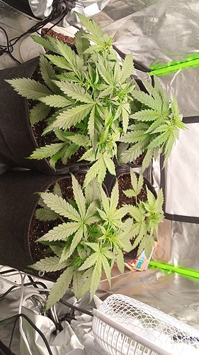 Growreport Bild 5