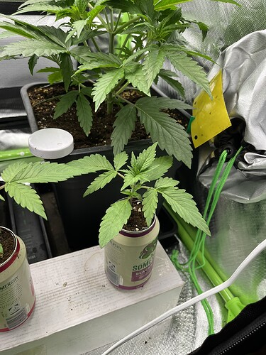 Growreport Bild 6