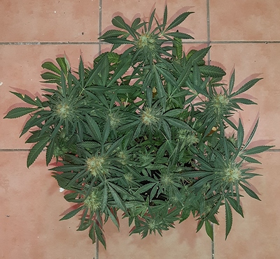 Growreport Bild 5