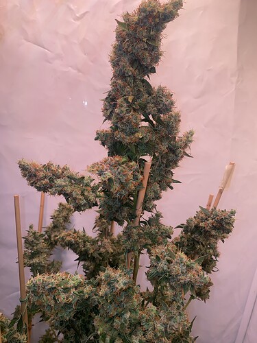 Growreport Bild 4