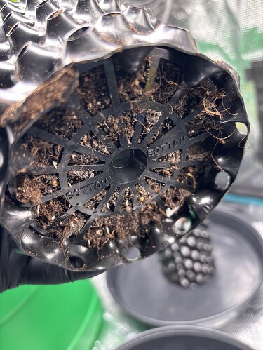 Growreport Bild 43