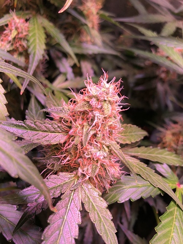 Growreport Bild 11