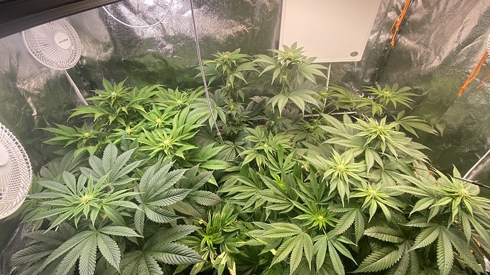 Growreport Bild 1