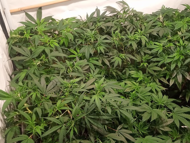 Growreport Bild 54