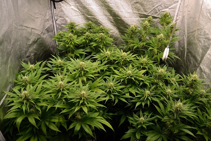 Growreport Bild 1
