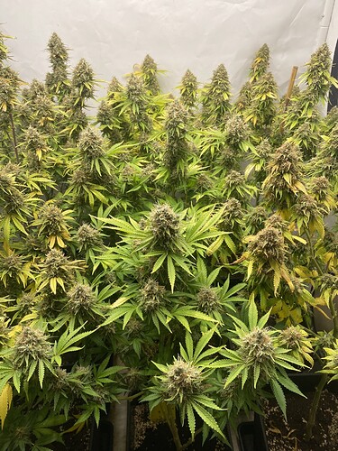 Growreport Bild 4