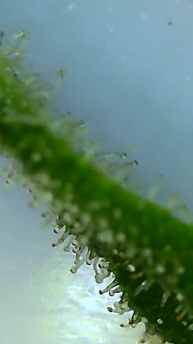 Growreport Bild 9