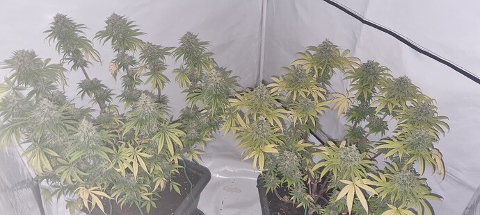 Growreport Bild 12