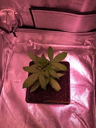 Growreport Bild 8
