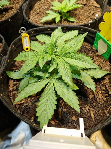 Growreport Bild 5