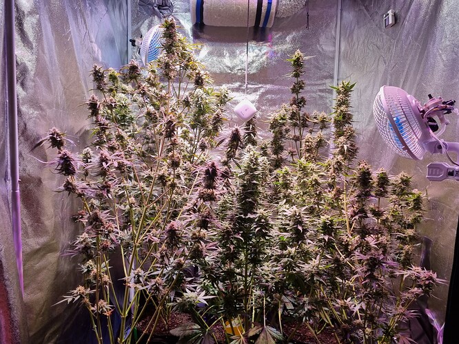 Growreport Bild 4