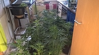 Growreport Bild 8