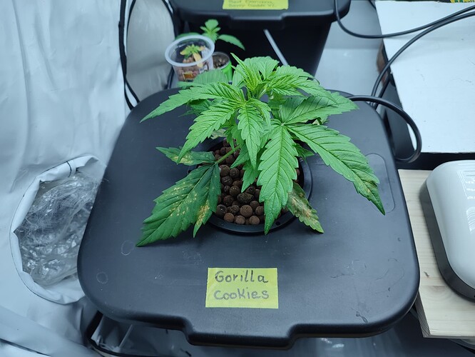 Growreport Bild 44