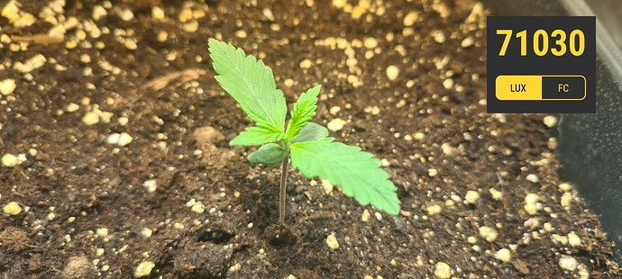 Growreport Bild 7