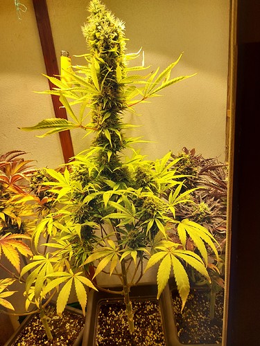 Growreport Bild 5