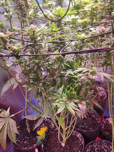 Growreport Bild 45