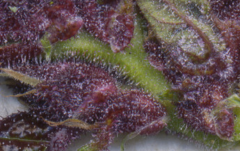 Growreport Bild 16