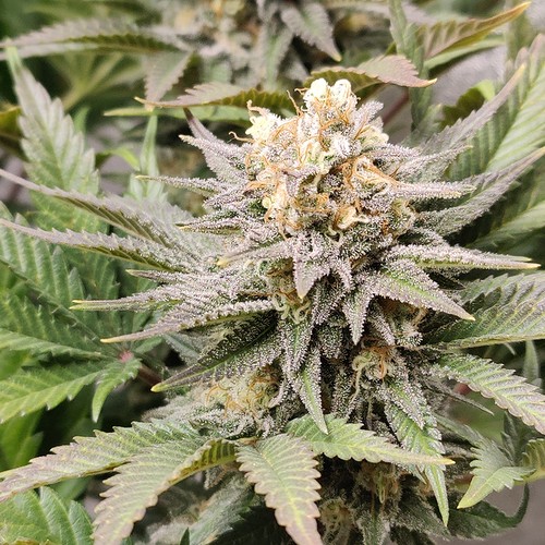 Growreport Bild 8