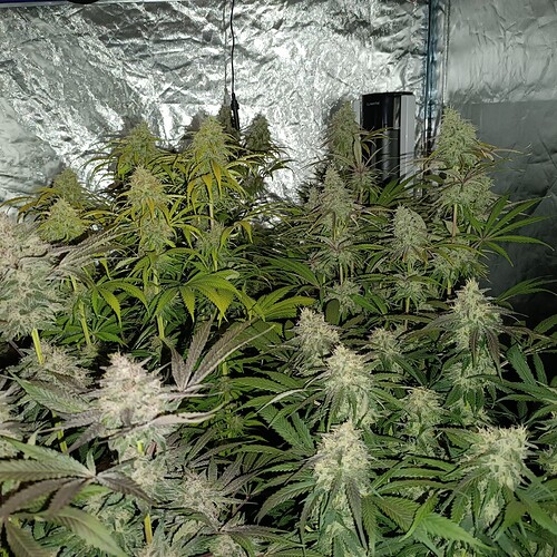 Growreport Bild 3
