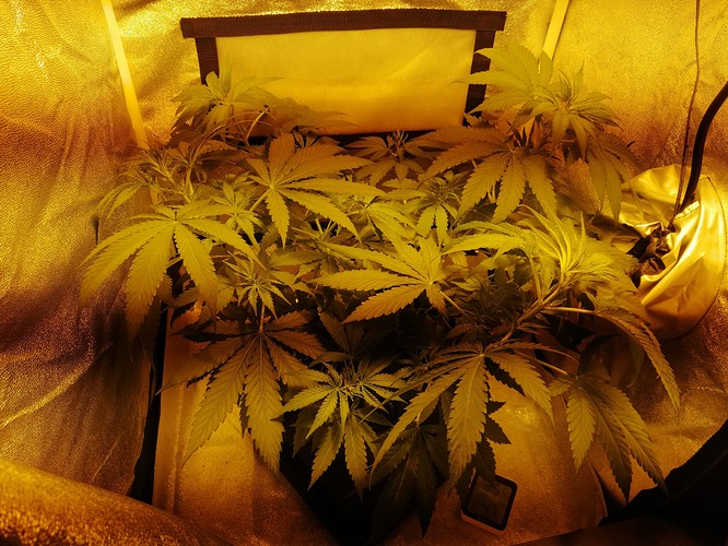 Growreport Bild 6