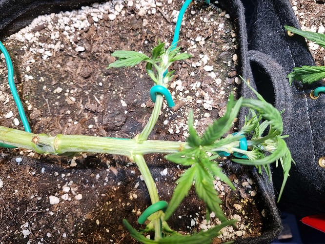 Growreport Bild 2