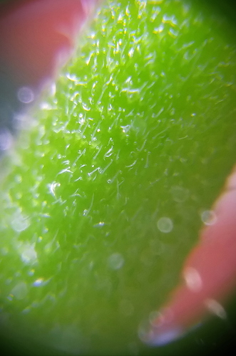 Growreport Bild 8