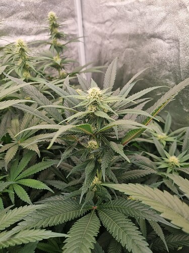 Growreport Bild 38