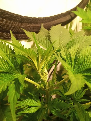 Growreport Bild 34