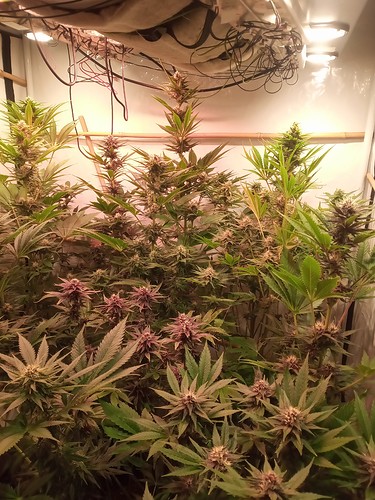 Growreport Bild 3