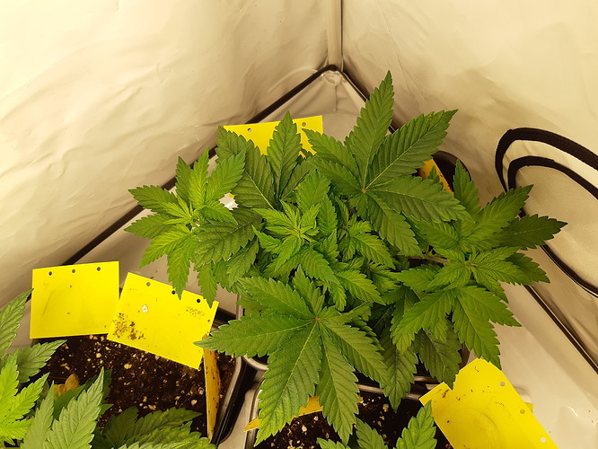 Growreport Bild 6