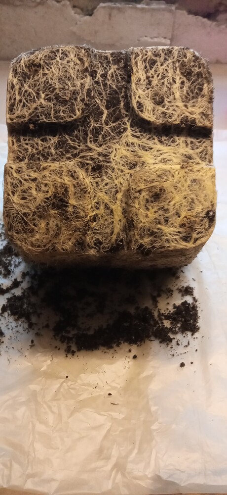 1. Indoor Grow mit Greenception GCx4 120 W - 2xNorthern Lights und 2xCritical