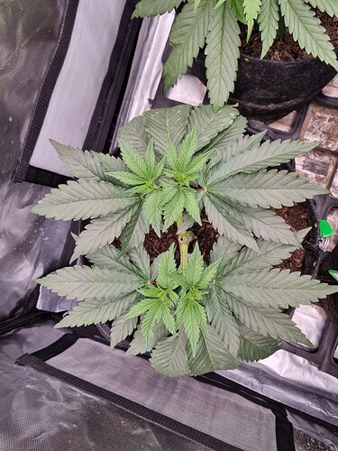 Growreport Bild 20