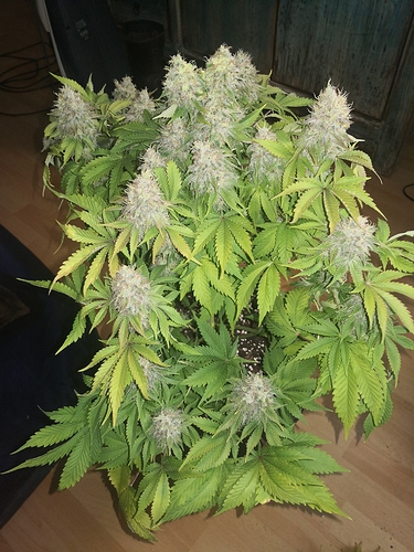 Growreport Bild 9