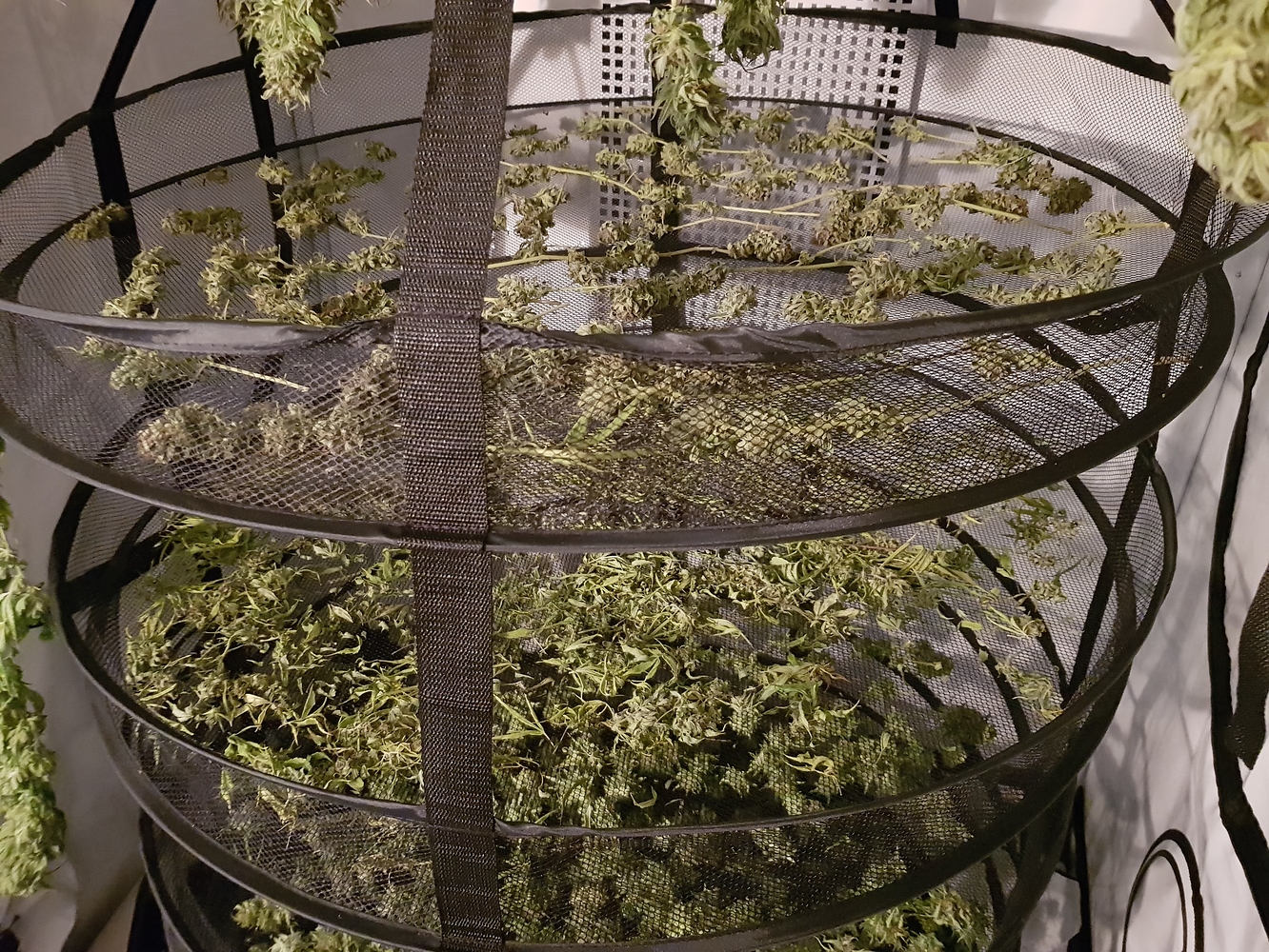 2020: Outdoor Töpfe im Garten - Erster Versuch ever⁸ - Outdoor - Forum